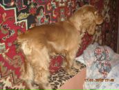 Игорь Горох фотография #21 (источник - https://vk.com/id6322143)