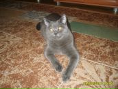 Фотография Лаптевой Екатерины