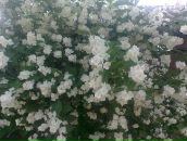 Фотография Киселёва Дмитрия