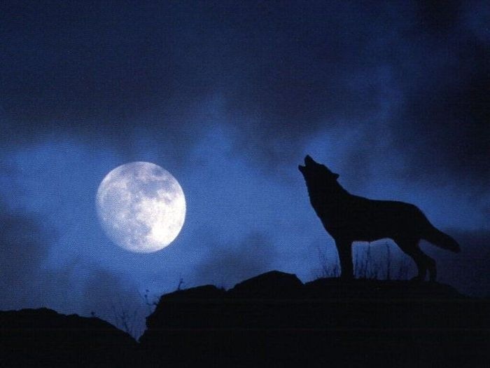 Дмитрий Чепелёв фотография #15