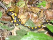 Міша Motsa фотография #39 (источник - https://vk.com/id52852421)