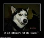 Фотография Шумкиной Алины