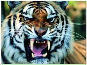 Фотография Бирюлькиной Юлии