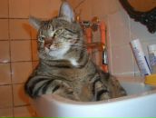 Фотография Кованская Ксения