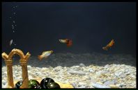 Віка Сивопляс фотография #12 (источник - https://vk.com/id125885607)