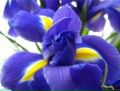 Фотография Яковлевой Ольги