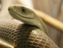 Фотография Black Mamba