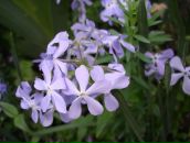 Фотография Фоминой Виктории