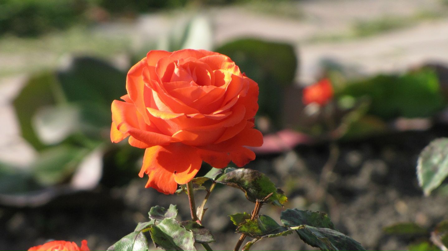 Елена Душка фотография #37