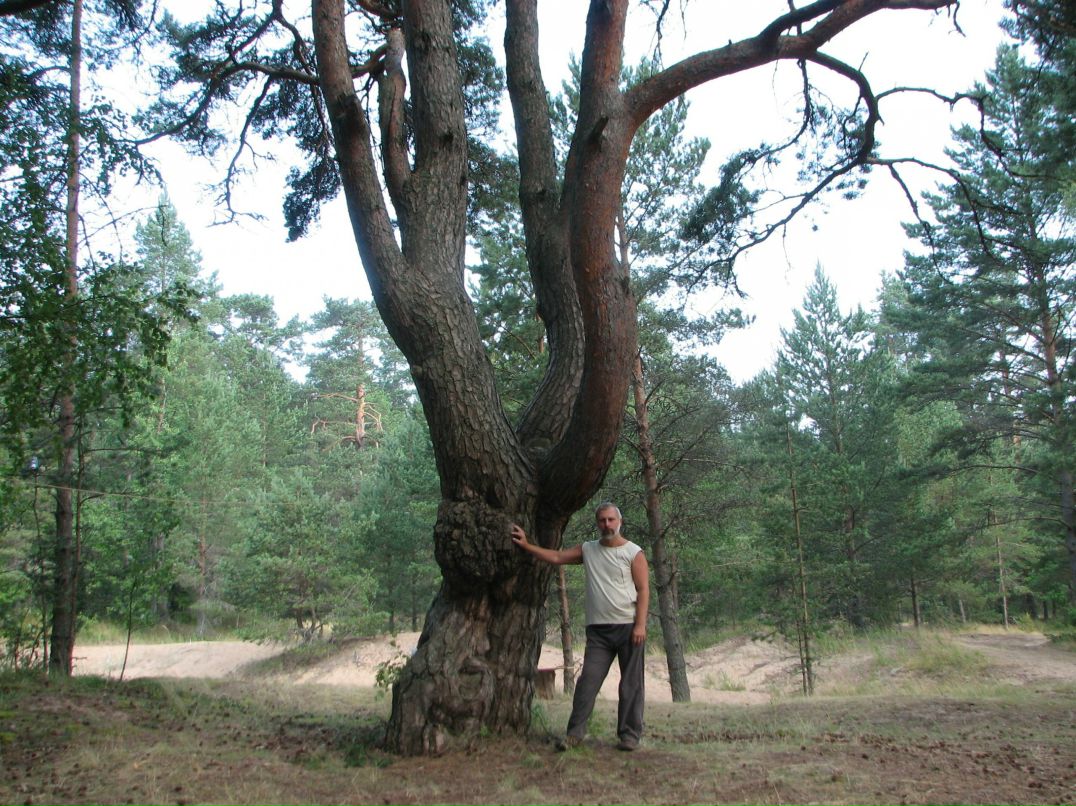 Николай Савельев фотография #9
