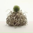 Alex Fox фотография #18 (источник - https://vk.com/id40662)