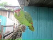 Дмитрий Гомон фотография #26 (источник - https://vk.com/id833603)