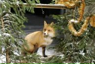 Виктор Орлов фотография #2 (источник - https://vk.com/id206461)