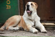 Софья Фе фотография #32 (источник - https://vk.com/id1765062)