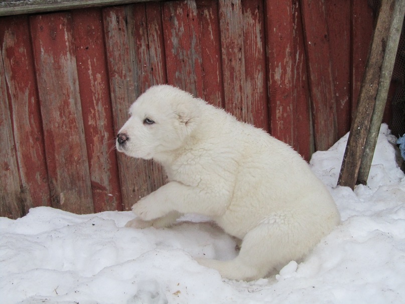 Василий Тихонов фотография #46