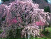 Фотография الفريحات فايق