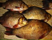 Фотография Чулкова Михаила