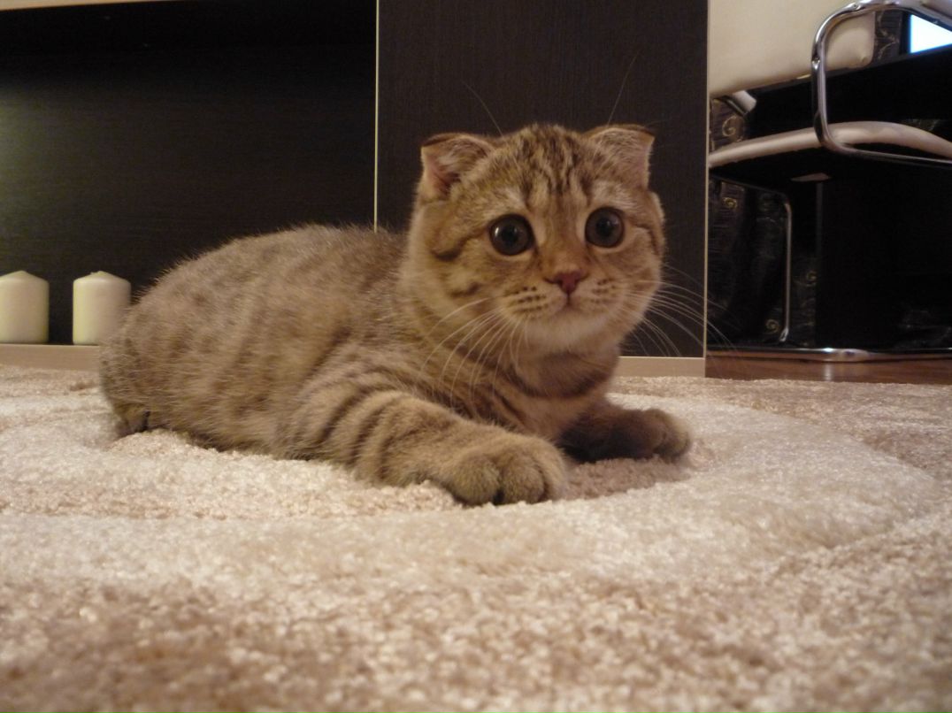 Елена Авдеева фотография #22