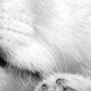 Альона Кіссс фотография #39 (источник - https://vk.com/id112118890)