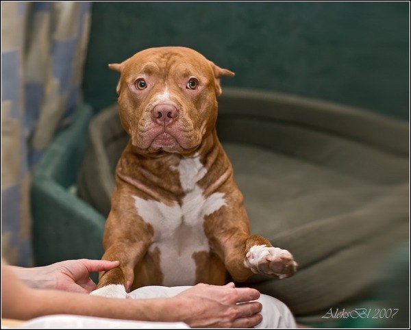 №8, Максим Кириченко №8, Максим Кириченко