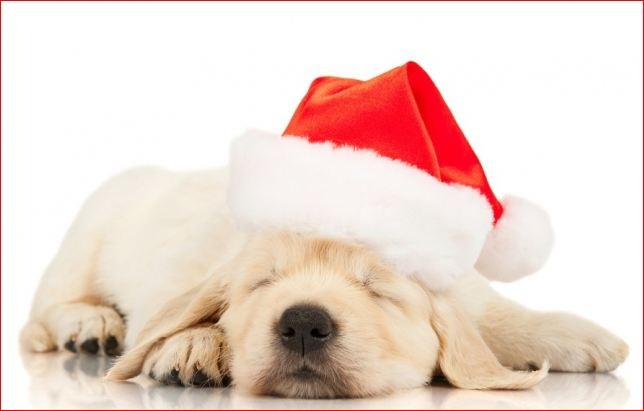 Тоха Тоха фотография #11