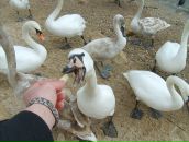 Фотография Гузенко Николая