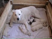 Фотография Косикова Вардана