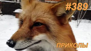 Приколы апрель 2019 №389