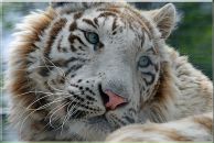 Фотография Савченко Екатерины