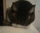 Фотография Челкак Алиса