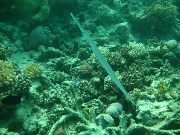 Евгений Коновалов фото №38