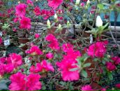 Фотография Порошиной Натальи