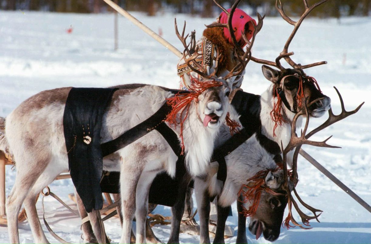 Сергей Розе фотография #40