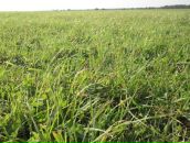 Фотография Листа Чистыя